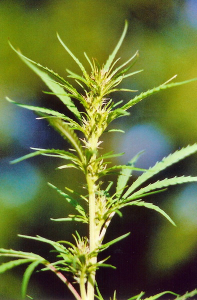 Female hemp flower