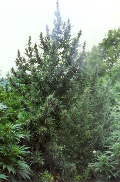 Female hemp plant