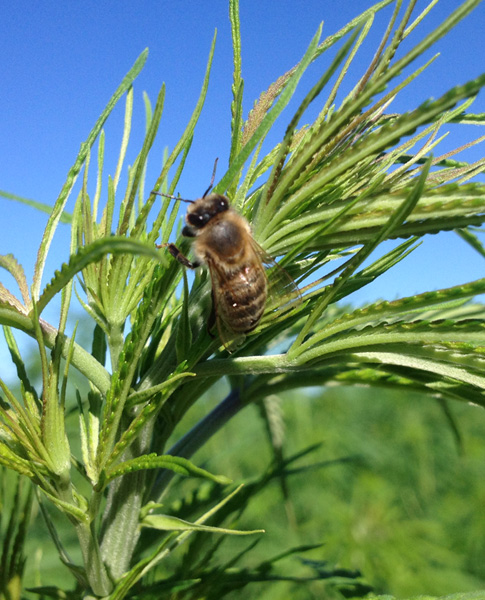 Bee gathering pollen from the hemp