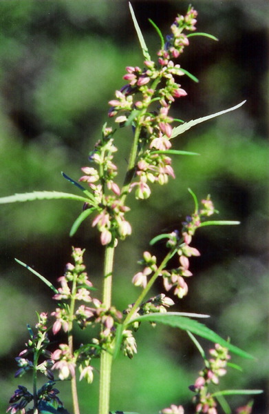 Male hemp flower