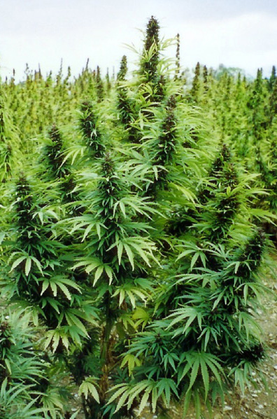 Female hemp plant