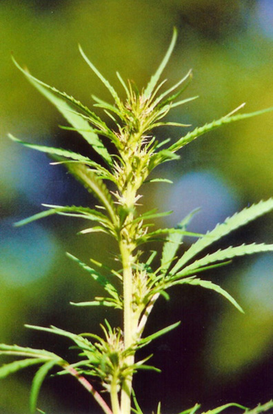 Female hemp flower