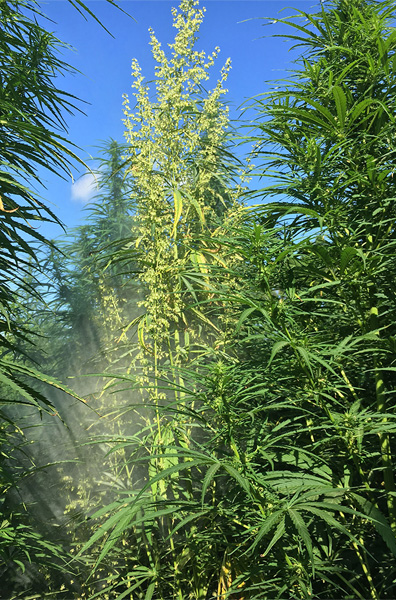 Male hemp flower