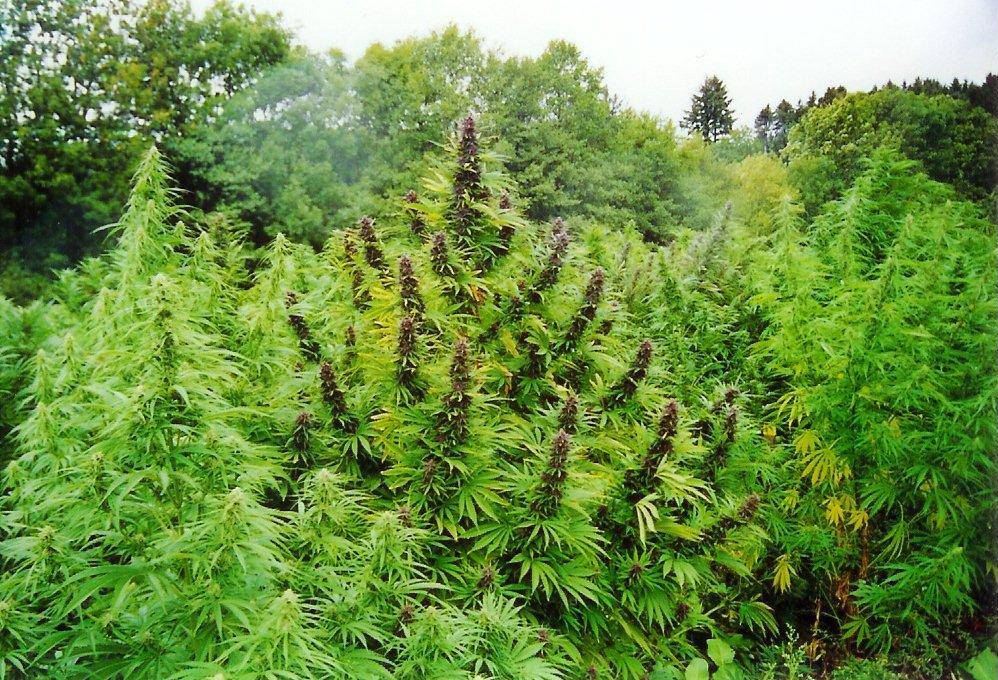 Mature hemp plant