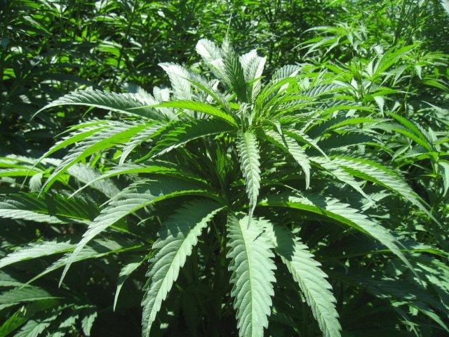 Mature hemp plant