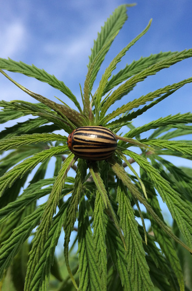 Colorado beetle on hemp