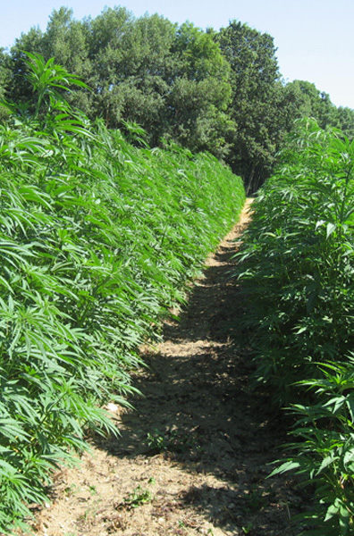 Hemp cultivation