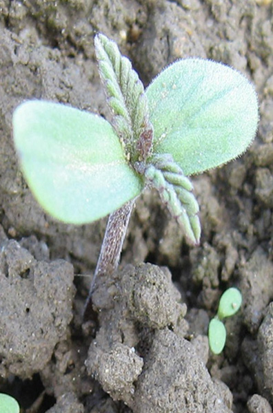 Plantule de chanvre